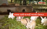સસલુ સાથે પ્રેમ તમને આપી શકે છે રોજગાર, થશે ઓછી લાગતમાં બમણી કમાણી