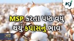 એપીએમસીમાં કપાસના ભાવ એમએસપી કરતા પણ થયો વધું, કારણ જાણીને નવાઈ લાગશે