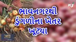 શિયાળુ પાકનું વાવેતર માટે ઓળખાતા ભાવનગરથી ડુંગળીના ખેતર ખૂટ્યા