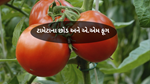 Tomato Plants : ટામેટાના છોડ અને એએમ ફૂગ સિમ્બાયોસિસ બાયોચર આધારિત ખાતરોથી પ્રભાવિત થાય છે