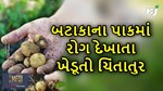 બટાકાના પાકમાં સુકારો રોગ દેખાતા હિમતનગરના ખેડૂતો મુંઝાવણમાં