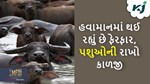 હવામાનમાં થઈ રહ્યો છે ફેરફાર, પશુઓની વધુ કાળજી લેવાની જરૂર