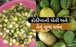 કોઠીંબાની ખેતી અને તેનું મૂલ્ય વર્ધન