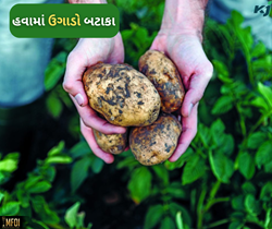 બટાકાને હવામાં ઉગાડો અને મેળવો 10 ગણો વધુ ઉત્પાદન, રોગથી પણ રહેશે સુરક્ષિત