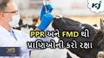 Animal Diseases: પ્રાણીઓમાં જોવા મળશે જીવલેણ રોગ, દેશના 12 રાજ્યોમાં સૌથી વધુ અસર દેખાશે