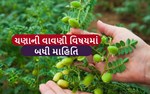 એવી રીતે કરો ચણાની વાવણી,મળશે સારા પાક