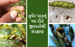 તુવેરની શીંગમાખી તેમ જ શીંગોને કોરી ખાનારી ઇયળોનું સંકલિત વ્યવસ્થાપન