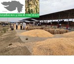 મગફળીનાં ભાવ ડિસેમ્બર સુધી મણનાં રૂ.1050 થી 1150 રહેવાની સંભાવનાઃ જૂનાગઢ કૃષિ યુનિવર્સિટી