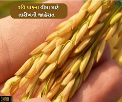 રવિ પાકો માટે ફસલ વીમાનું રજીસ્ટ્રેશન શરૂ, AI ની મદદથી સરળતાથી કરો નોંધણી