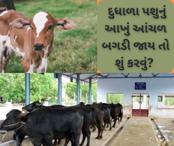 Cattel Treatment: પ્રીણીઓને મોટી બીમારીથી બચાવશે આ મશીન, ફક્ત 10 રૂપિયામાં કરાવી શકશો ટેસ્ટ 