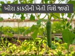 સીડલેસ કાકડી: ઓછા ખર્ચે વર્ષમાં 4 વખત 'સીડલેસ કાકડી' ઉગાડો, ડીપી-6 જાતમાંથી બમ્પર ઉત્પાદન થશે