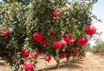 Pomegranate Farming: વરસાદની મોસમમાં દાડમની ખેતી તમને ધનવાન બનાવશે, 24 વર્ષ સુધી મેળવો બમ્પર નફો
