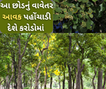 પૈસા ઝાડ પર નથી ઉગતા, પરંતુ આ પાંચ ઝાડથી ઘરના ઓરડામાં પૈસાના ઝાડ ચોક્કસ નીકળી આવે છે
