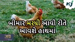 જો તમે પણ નથી ઓળખી શકતા મરઘીઓની બીમારી, તો વાંચો આ આર્ટિકલ