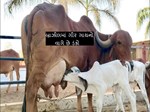 ગુજરાતની ગીર ગાયનો બ્રાઝીલમાં પણ વાગે છે ડંકો, જાણો કેમ ?