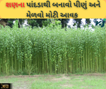 શણની ખેતી હવે ખેડૂતોને બનાવશે લખપતિ, ફક્ત કરવું પડે આટલું