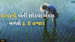 ડાંગરની ખેતી લઈને શા માટે છે હોબાળો, ખેતી છોડવા બદલ ખેડૂતો માટે રૂ, 8 હજારની જાહેરાત 