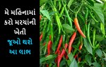 મે મહિનામાં કરો મરચાની ખેતી, થશે જોરદાર નફો
