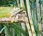 ICAR એક વિકસાવવી શેરડીની 4 નવી જાત, ઓછા ખર્ચે આપશે વધુ ઉપજ તેમજ આવક