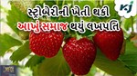 સ્ટ્રોબેરીનું વાવેતર નફાકારક સાબિત થઈ રહ્યું છે, આખો સમાજ બની ગયો કરોડપતિ