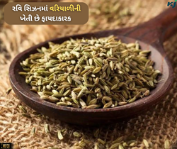 Fennel Farming: વરિયાળીની ખેતી વધારશે આવક, જો આમ કરશો ખેતરની તૈયારી 