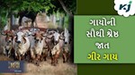 GIR COW: ગુજરાતની ગીર ગાયનો વટ, બ્રાઝિલ પછી હવે તેની ઓલાદોની ત્યાં પણ માંગણી