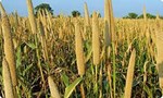 ગુજરાતનો સૌથી અગત્યનો પાક બાજરી