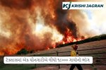Texas Dairy Fire: ટેક્સાસમાં એક ચિનગારીથી લાગી ભીષણ આગ,  18000 ગાયોના મોત, જાણો કેવી રીતે લાગી આટલી મોટી આગ?