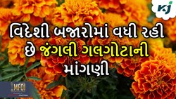 ઉનાળાની ઋતુ શરૂ થતા જ કરો જંગલી ગલગોટાની ખેતી, થઈ જશો ધનવાન 