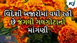 ઉનાળાની ઋતુ શરૂ થતા જ કરો જંગલી ગલગોટાની ખેતી, થઈ જશો ધનવાન