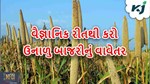વૈજ્ઞાનિક રીતથી ઉનાળુ બાજરાની ખેતી કરીને મેળવો અઢળક ઉત્પાદન