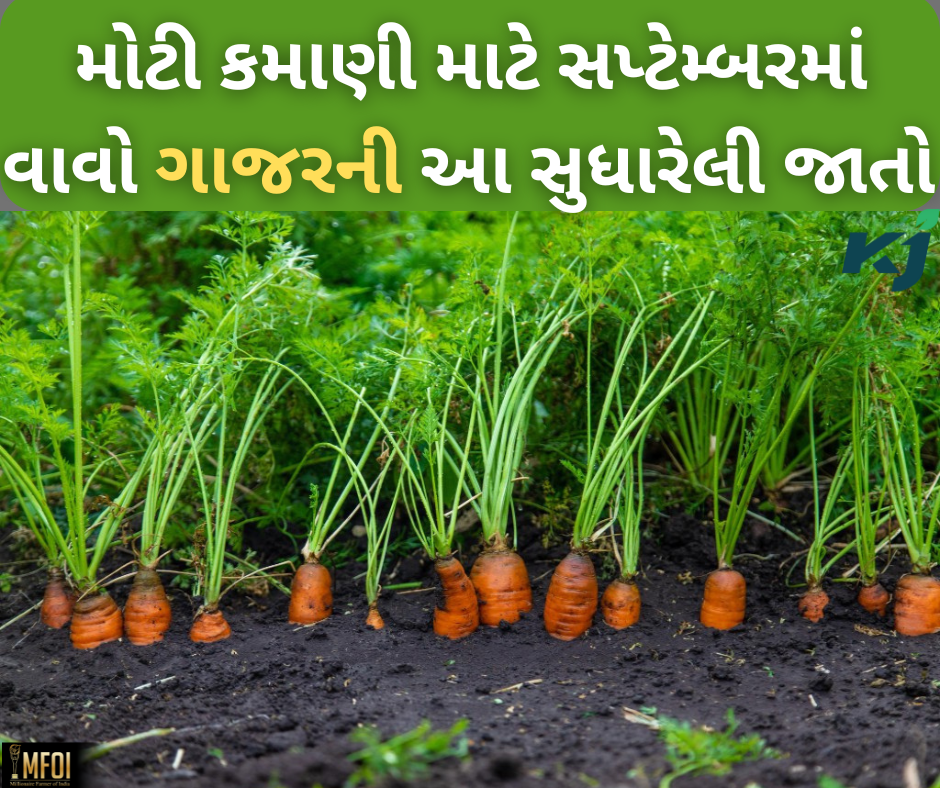 ગાજરની સુધારેલી જાતો