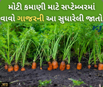 સપ્ટેમ્બર મહિનામાં વાવો ગાજરની આ સુધારેલી જાતો, વધુ ઉત્પાદન સાથે થશે મોટી કમાણી