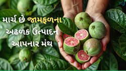 માર્ચમાં જામફળના છોડ રોપવાથી મળે છે અઢળક ઉત્પાદન, કમાણી થઈ જાય છે બમણી 
