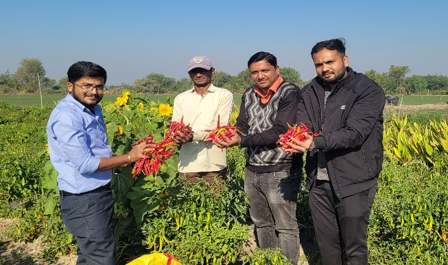 ઘનશ્યામભાઈના ખેતરે પ્રાકૃતીક રીતે ઉછેરેલા મરચાના ઉત્પાદન સાથે કોલેજ ઓફ નેચરલ ફાર્મિંગ, અમરેલીના અધ્રીકારીશ્રીઓ