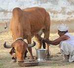 ગાય આધારિત ખેતી છે સૌથી સારૂ,ગાય વધારે છે ખેતીની ફળદ્રુપતા