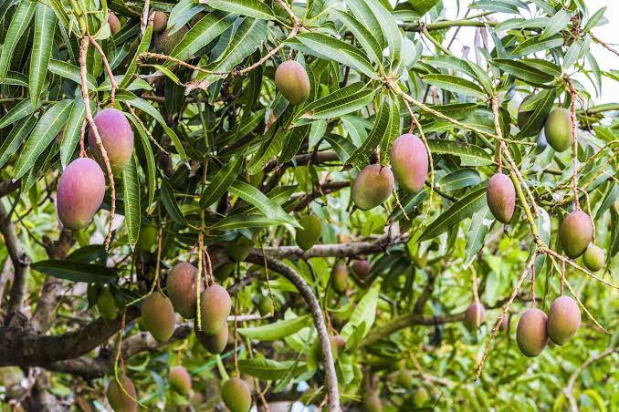 Mangoes