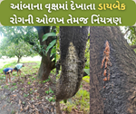 આંબાના છોડમાં દેખાતા ડાયબેક રોગથી થતુ નુકસાન તેમજ તેના પર નિયંત્રણ મેળવવાની વૈજ્ઞાનિક રીત