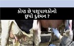 દૂધને ‘ચાઉં’ કરી જતો ‘આઉ’ : જાણો પશુપાલકોને રંજાડતા આ મૅસ્ટાઇટિસ રોગ વિશેષ