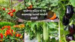 September Vegetable :સપ્ટેમ્બર મહિનામાં આ શાકભાજીને ઉગાડી કરો ખૂબ જ સારી કમાણી 