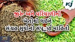પાકના ભાઈ-બહેન તરીકે ઓળખાતા જીરૂં અને વરિયાળીની ખેતીથી લઈને તેનાં સંગ્રહ સુધીની સંપૂર્ણ માહિતી