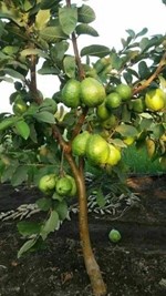 જામફળની ખેતી કરતા ખેડૂતોએ સાવધાન રહેવું જોઈએ ! જલ્દી કરો આ ઉપાય