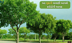 Success Story: આ ખેડૂતની જેમ તમે પણ વાવો આ વૃક્ષ અને કરો કરોડોની કમાણી  