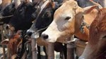 Gujarat Election 2022: ભારે વિરોધ બાદ ગુજરાત સરકારે પાછું ખેંચ્યું પશુ નિયંત્રણ બિલ