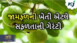 Success Story: આ ખેડૂત માટે જામફળની ખેતી બની સફળતાની ગેરેંટી, લાખોમાં પહોંચી કમાણી 