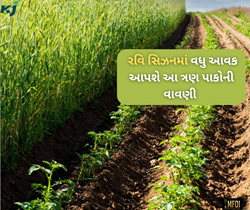 ઓક્ટોબરમાં વાવો આ ત્રણ પાક, અઢળક ઉત્પાદન સાથે જમીનની ફળદ્રુપતા પણ જાળવી રાખશે 