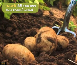 ઓછા ખર્ચે વધુ ઉત્પાદન જોઈએ છે તો બટાકાની ખેતી કરતા સમય આ બાબતોનું રાખો ધ્યાન 