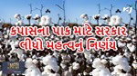 કપાસના પાકને ગુલાબી ઈચળથી બચાવવા સરકાર લીધો મહત્વનું નિર્ણય