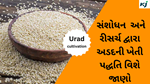 Urad Dal : અડદની ખેતી પદ્ધતિ વિશે જાણો, કઈ રીતે તેની માવજત કરી શકાય ?