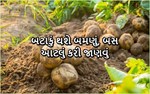 કરકસરયુક્ત અભિગમઃ  ઓછા ખર્ચે કેવી રીતે બટાકાની ખેતી કરી વધારે નફો રળી શકાય છે તે જાણો